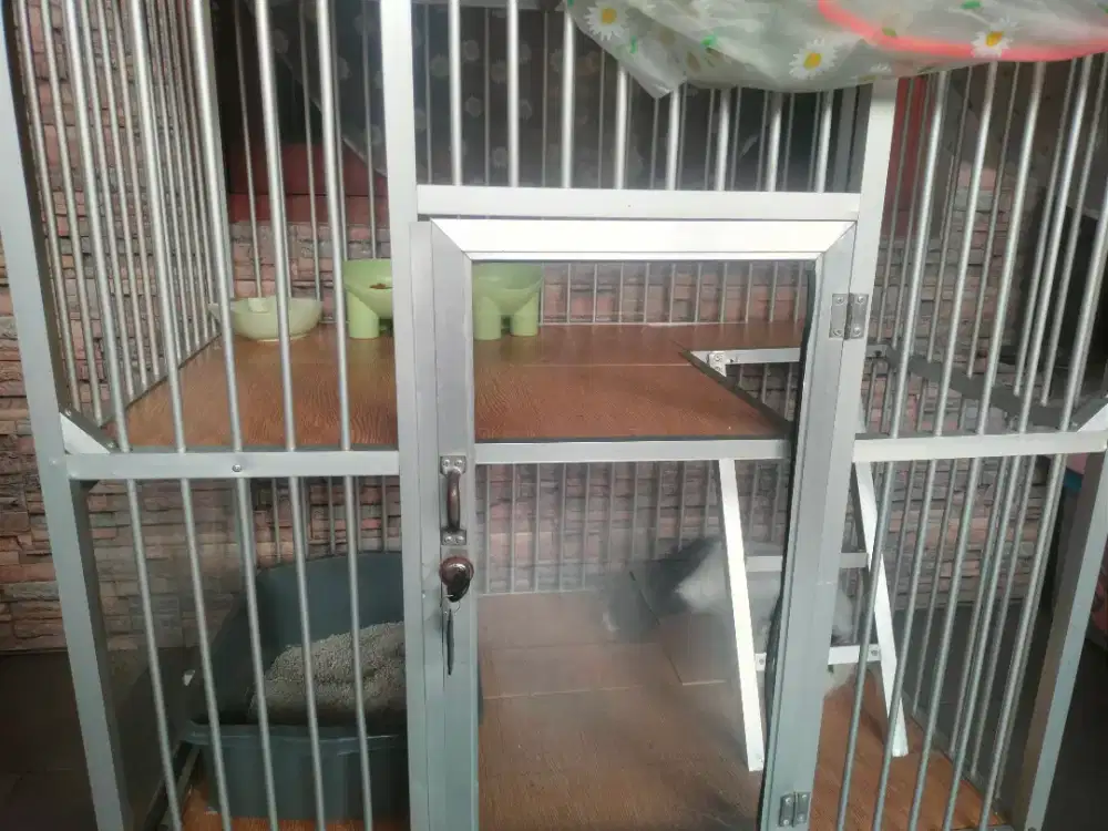 Mahar Kucing kawinan Persia dan American Curl