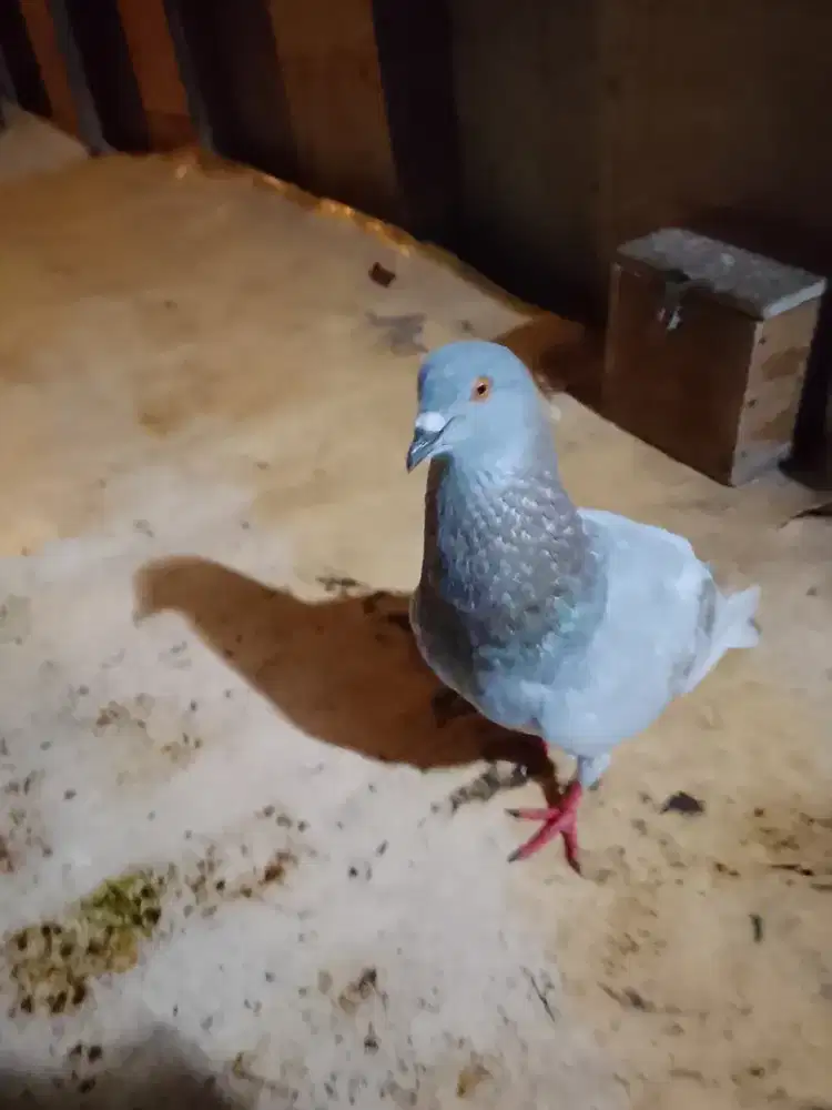 Burung dara merpati