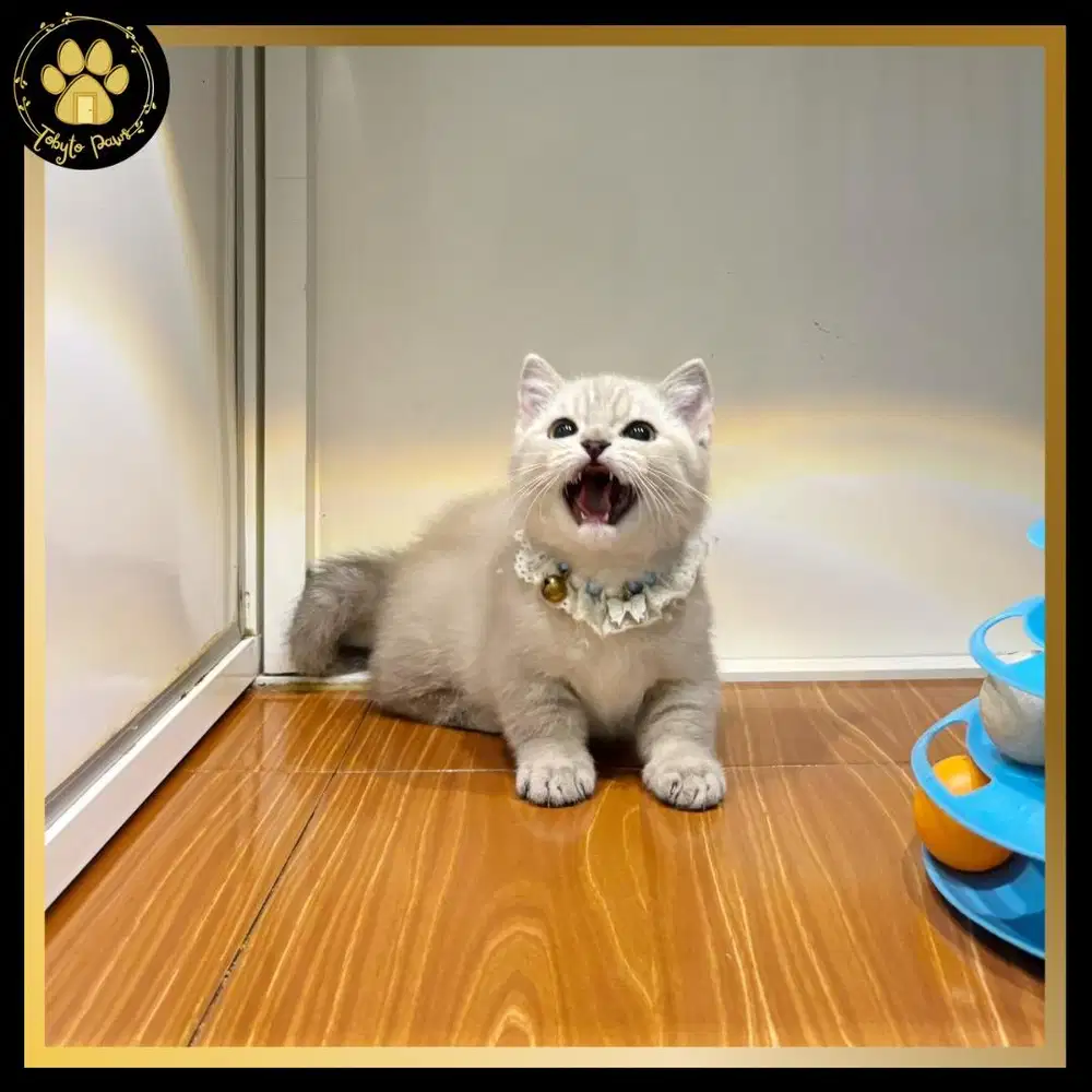 KUCING KITTEN MUNCHKIN BSH CEBOL BRITISH SHORTHAIR
