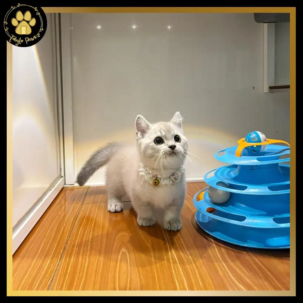 KUCING KITTEN MUNCHKIN SHORTHAIR BETINA WARNA UNIK