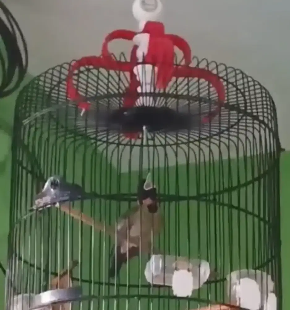 Burung samyong gacor