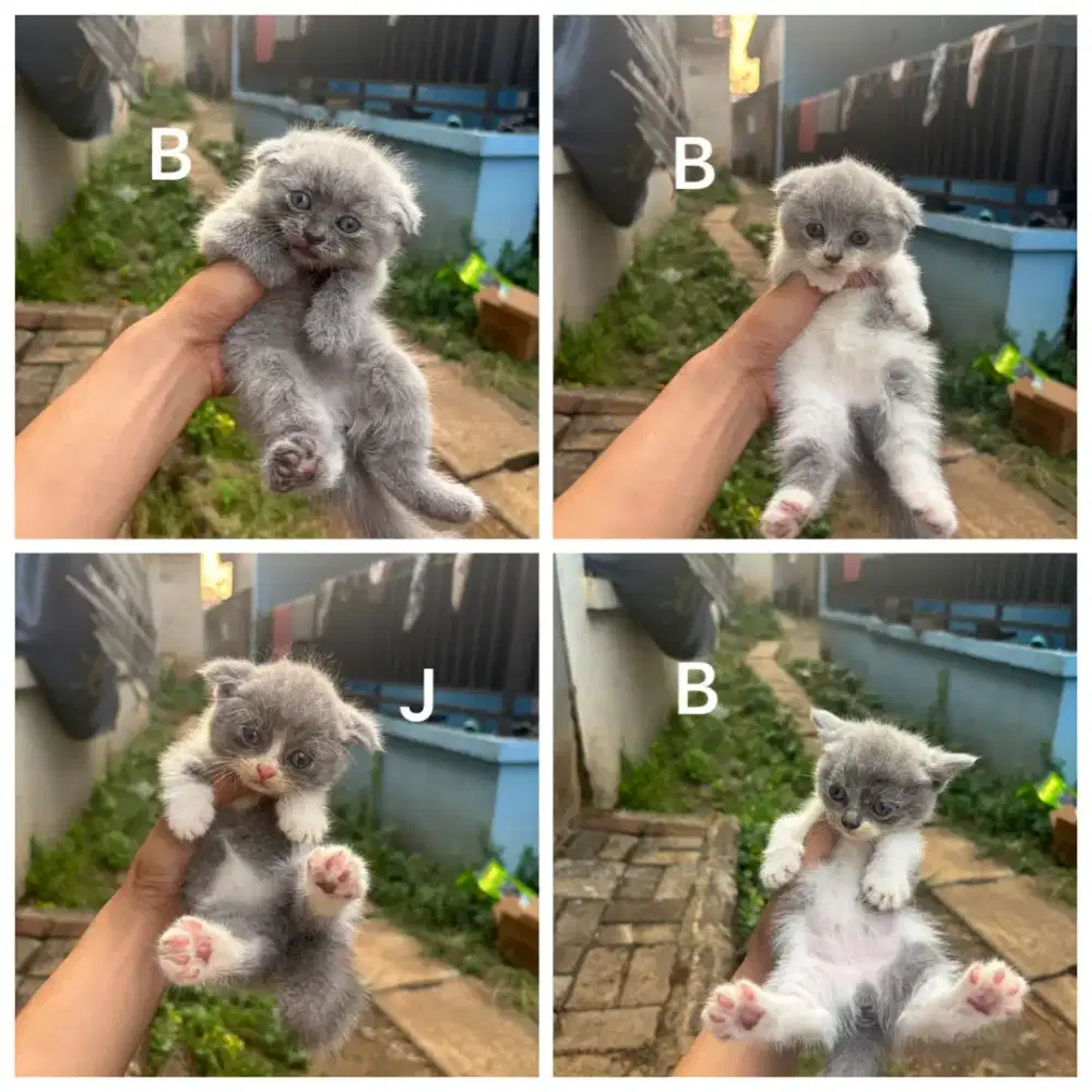Open PO bulan juli lepas munckin bico blue sama bsh blue