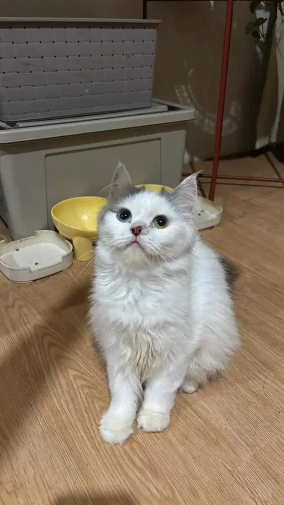 Kucing Persia Odd Eye Betina