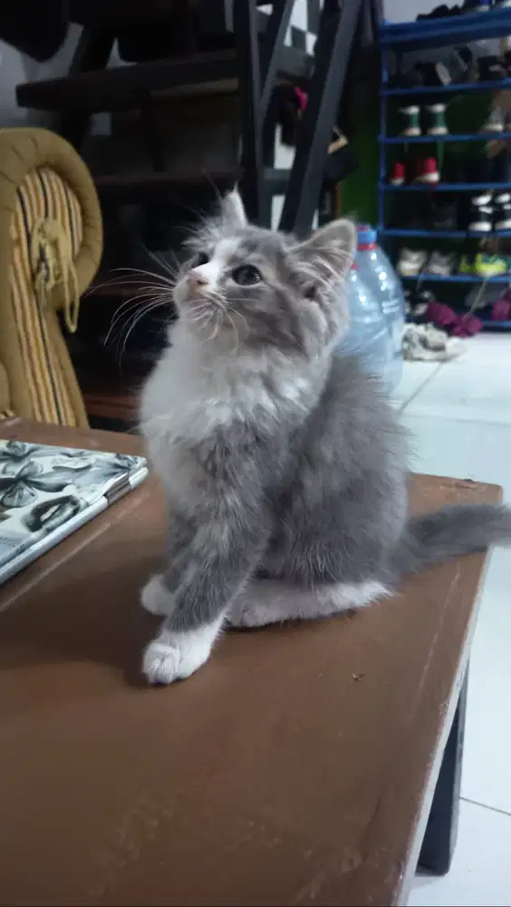 Jual kucing ABU kitten 2,5 bulan