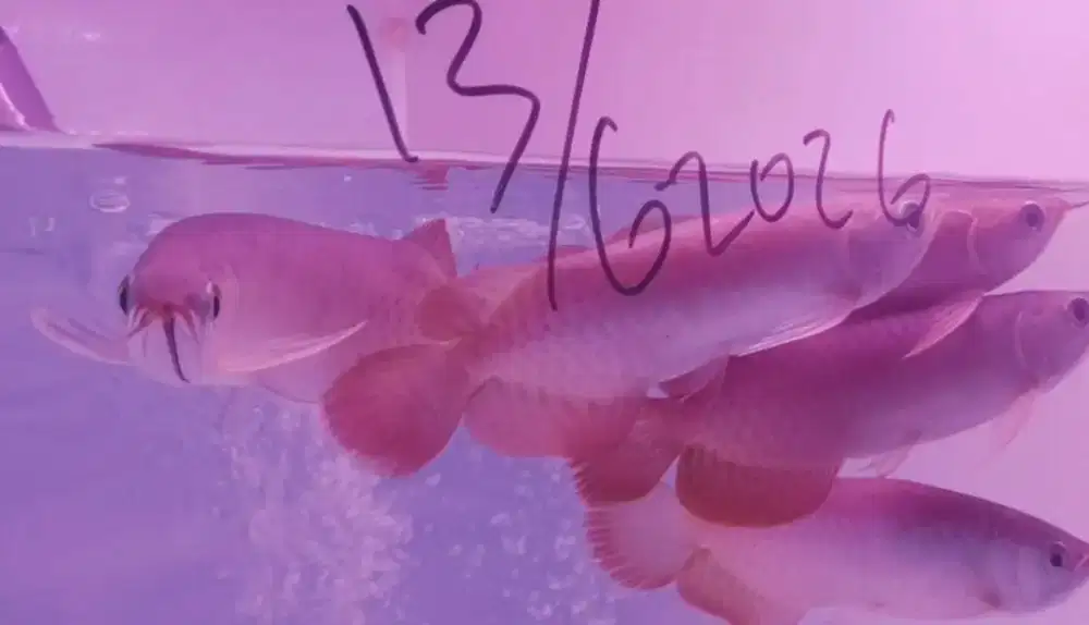 Arwana arowana Super red -+18-20cm