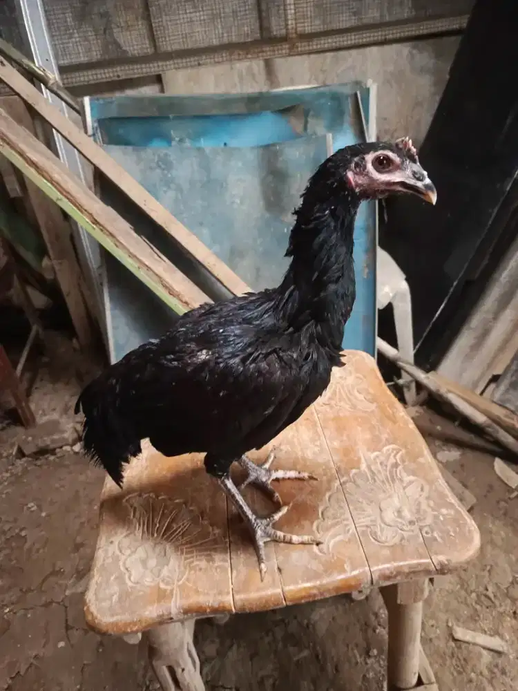 Ayam Dara Pama Muda