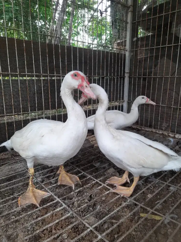 Entok Jumbo Ori 5 Bulan