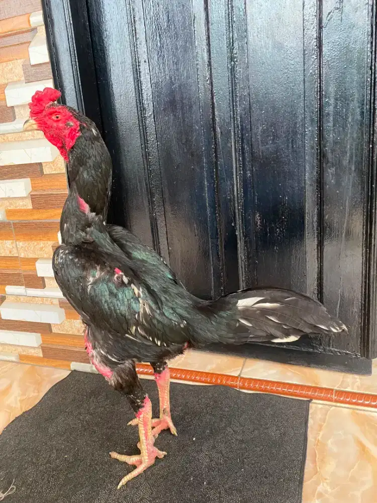 Ayam jago si hitam manis