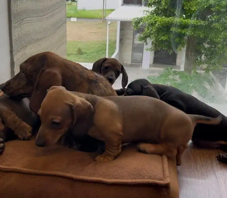 Anjing mini tekel betina warna coklat 1 ekor