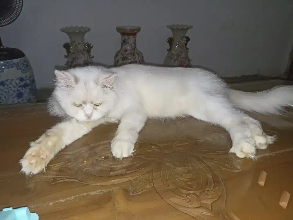 Lepas Adopsi Khusus pecinta kucing