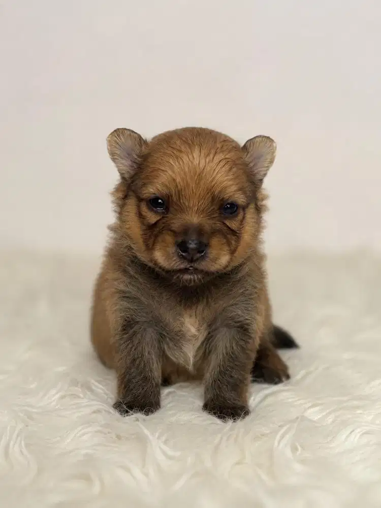 OPEN ADOPT ANAKAN MINI POM