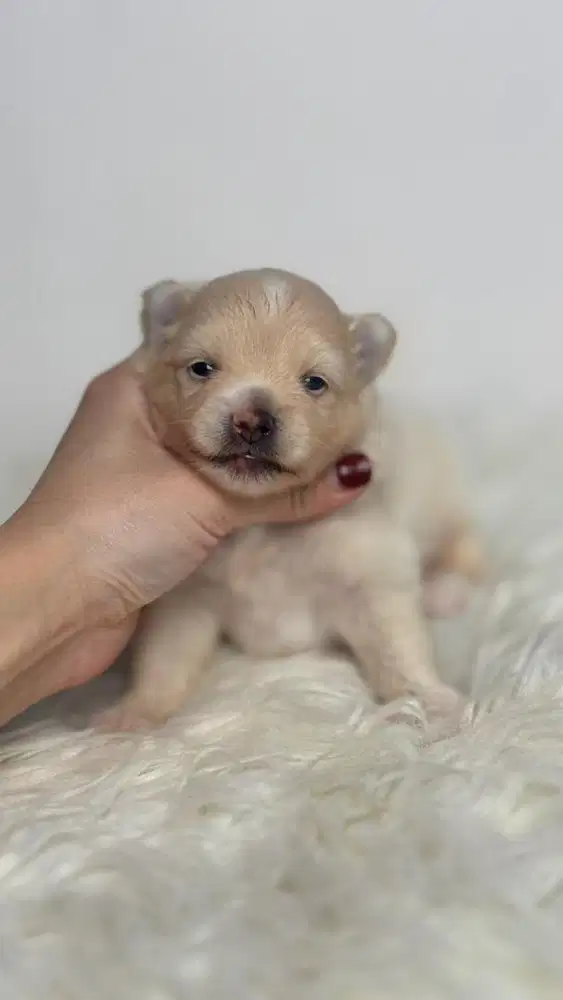 OPEN ADOPSI ANAKAN MINI POM