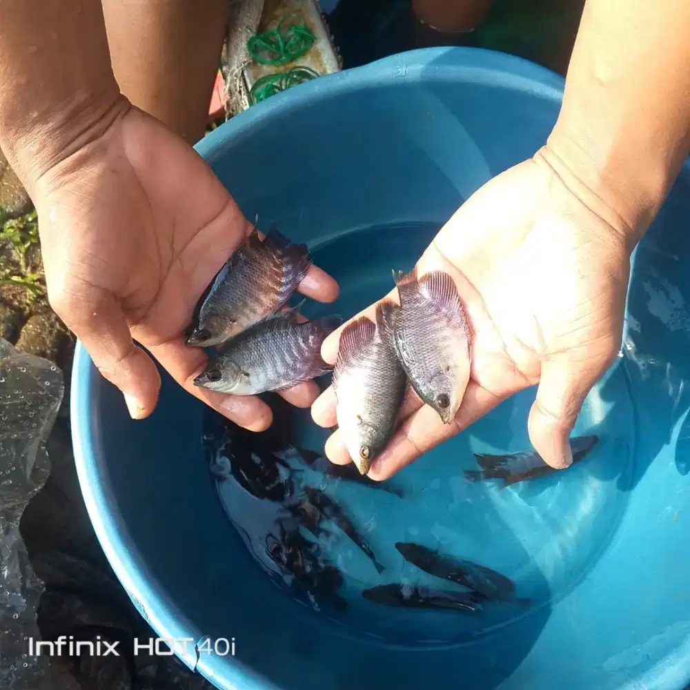 Jual bibit ikan gurame,lele,Nila merah bangkok,bawal,patin,gabus dll.