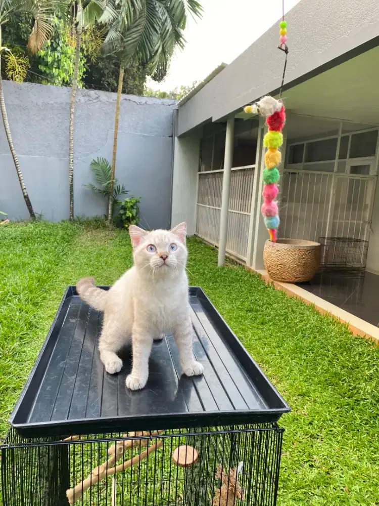 Scottish fold jantan 6bulan