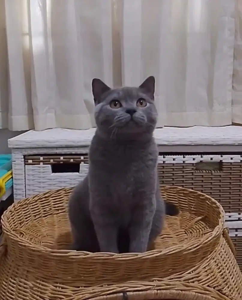 BSH Blue Solid Male Introvert