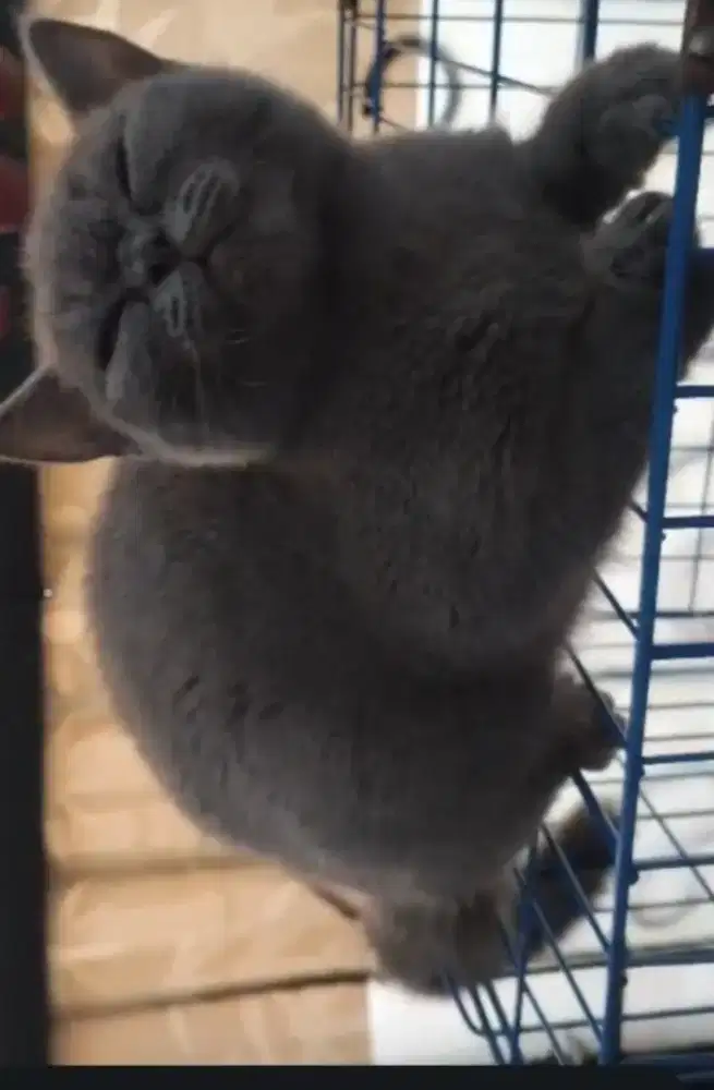 BSH KITTEN BLUE