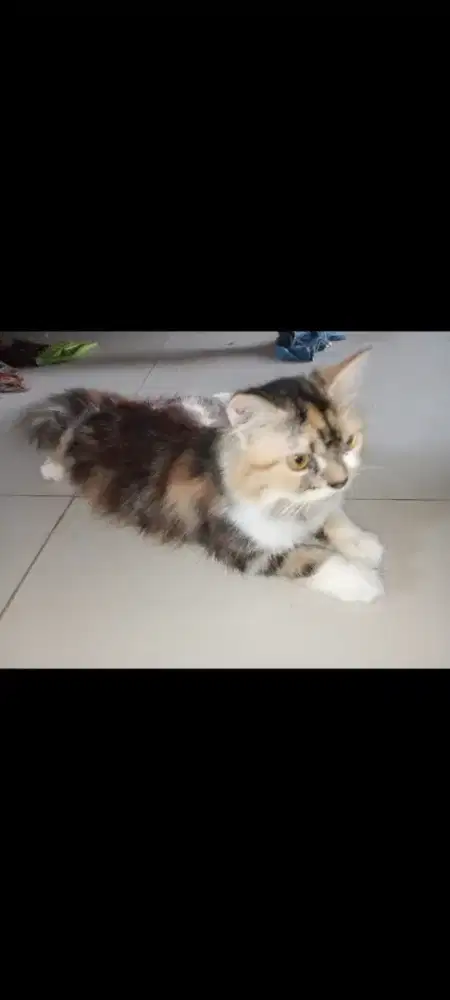 KUCING PERSIA BETINA MSH ANAKAN UMUR 8 BLN JINAK LAHAP MAKAN VIT