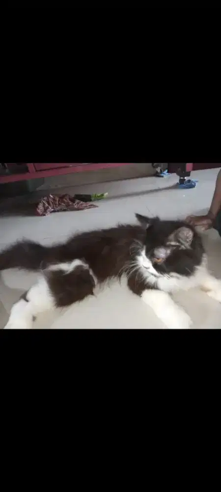KUCING PERSIA BETINA MSH ANAKAN UMUR 8 BLN JINAK LAHAP MAKAN RUTIN VIT