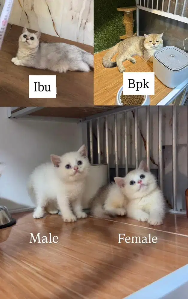 British shorthair BSH kitten silver