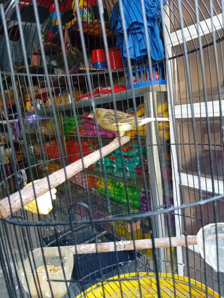 Burung kenari af riwikan