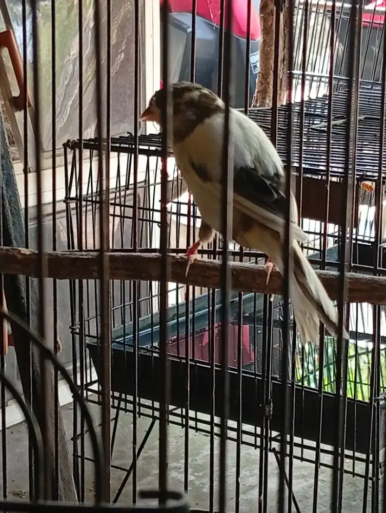 Anakan Burung kenari f1 riwikan