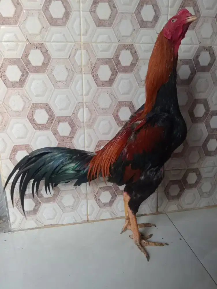 Ayam wiring Bangkok uk 5+