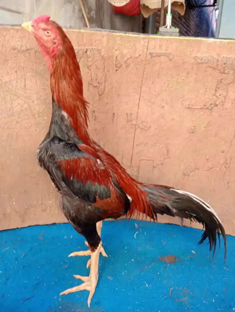Ayam Bangkok ukuran 5 punya pukul jiling
