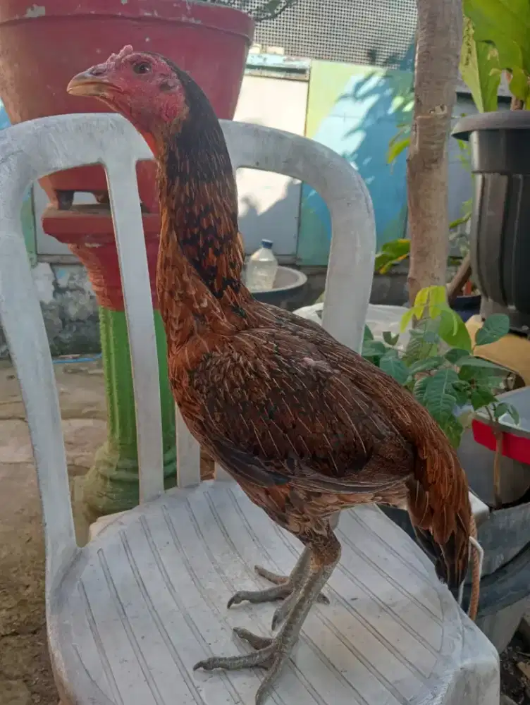 Ayam Mangon betina warna batik