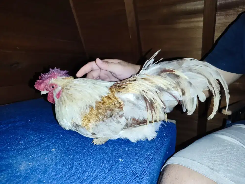 Ayam Kate Jantan Satuan Umur 1 tahun