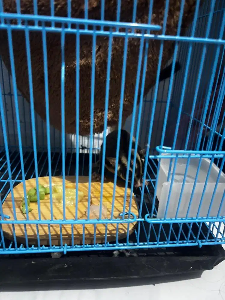 Sugar Glider Jantan + Kandang Lengkap