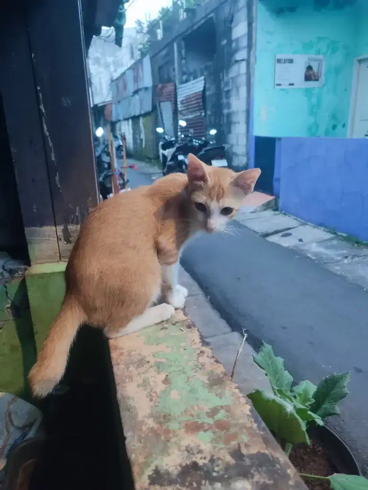 Yg berminat adopsi kucing kampung jantan, gratis