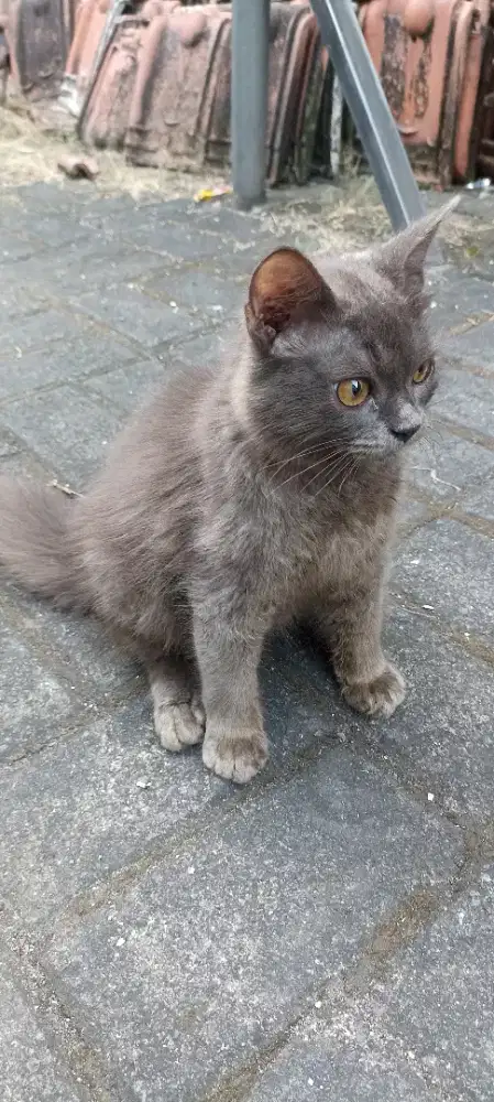Kucing mix BSH jantan deltasari