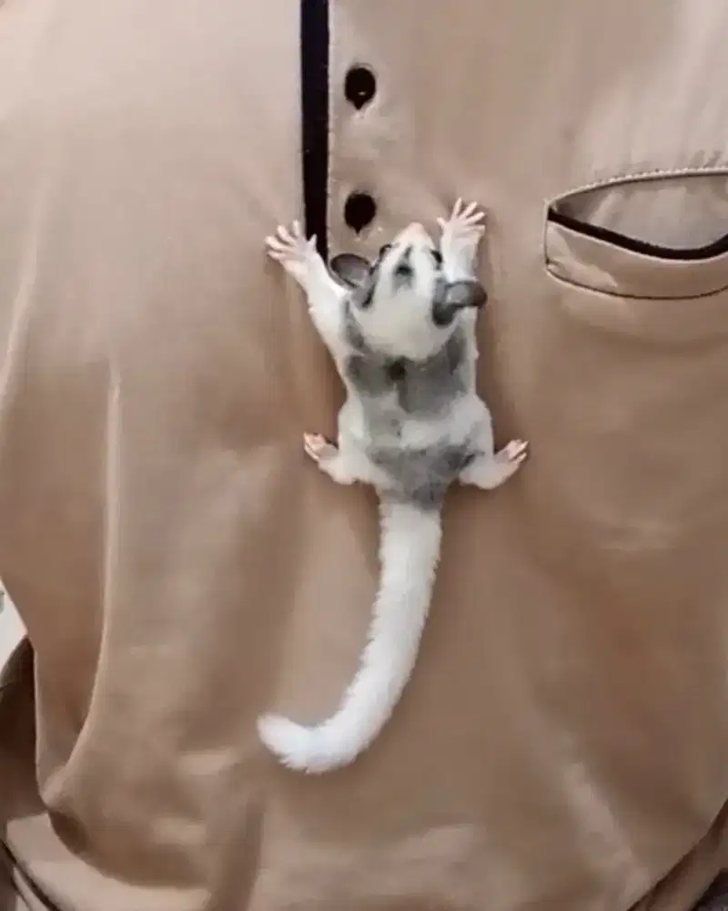 sugar glider betina 3bulan