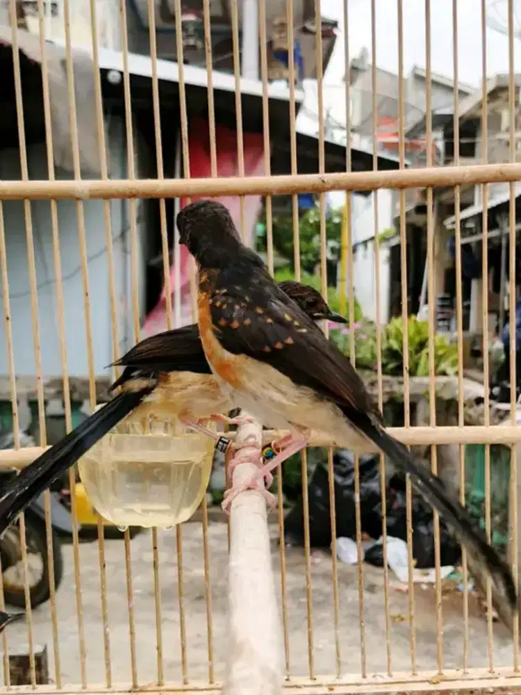 Murai trotol jantan trah ekor panjang prospekan
