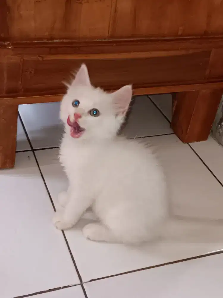 Kitten persia mahar/jual aja