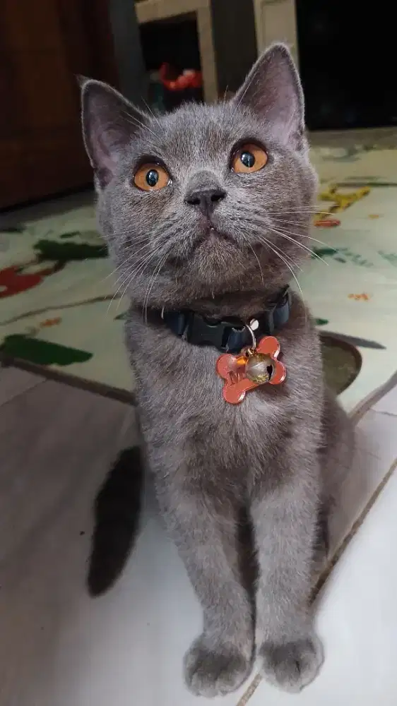 Brittish shorthair