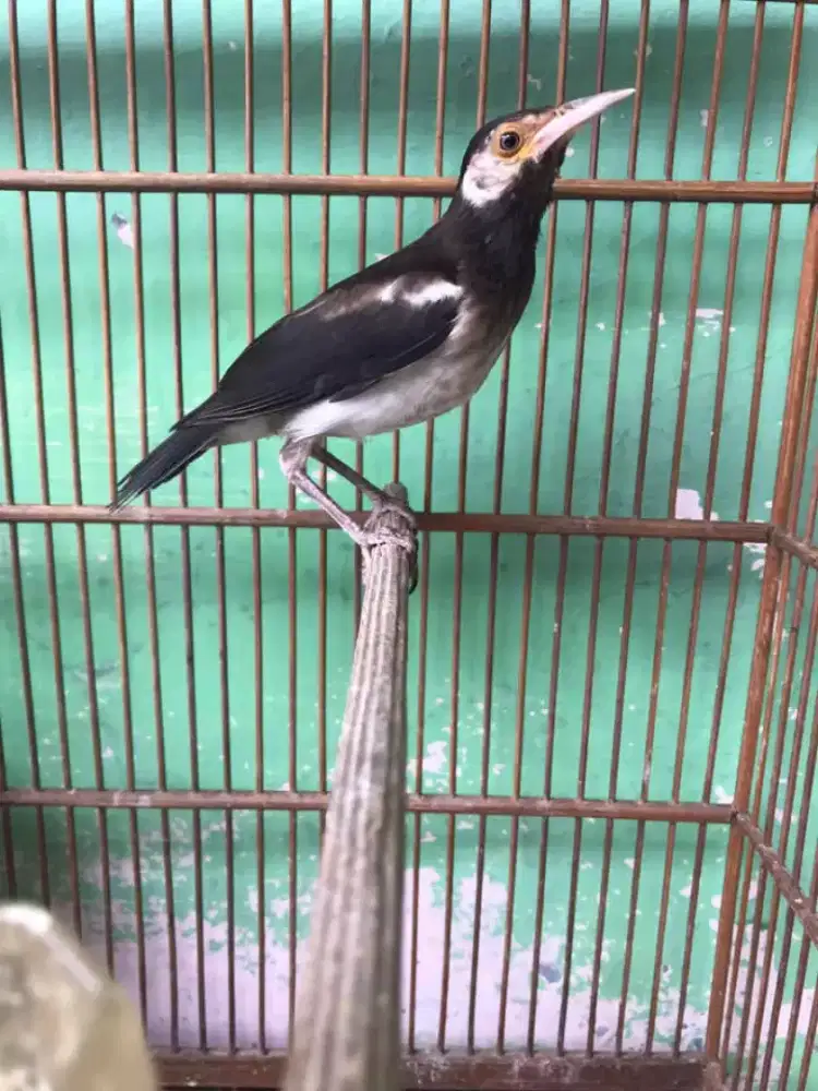 Suren anak mandiri jinak