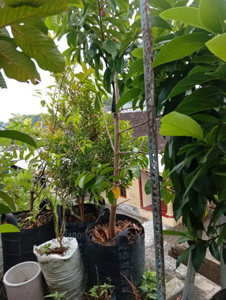 Jual tanama buah jambu  kristal, kelankeng, sersak