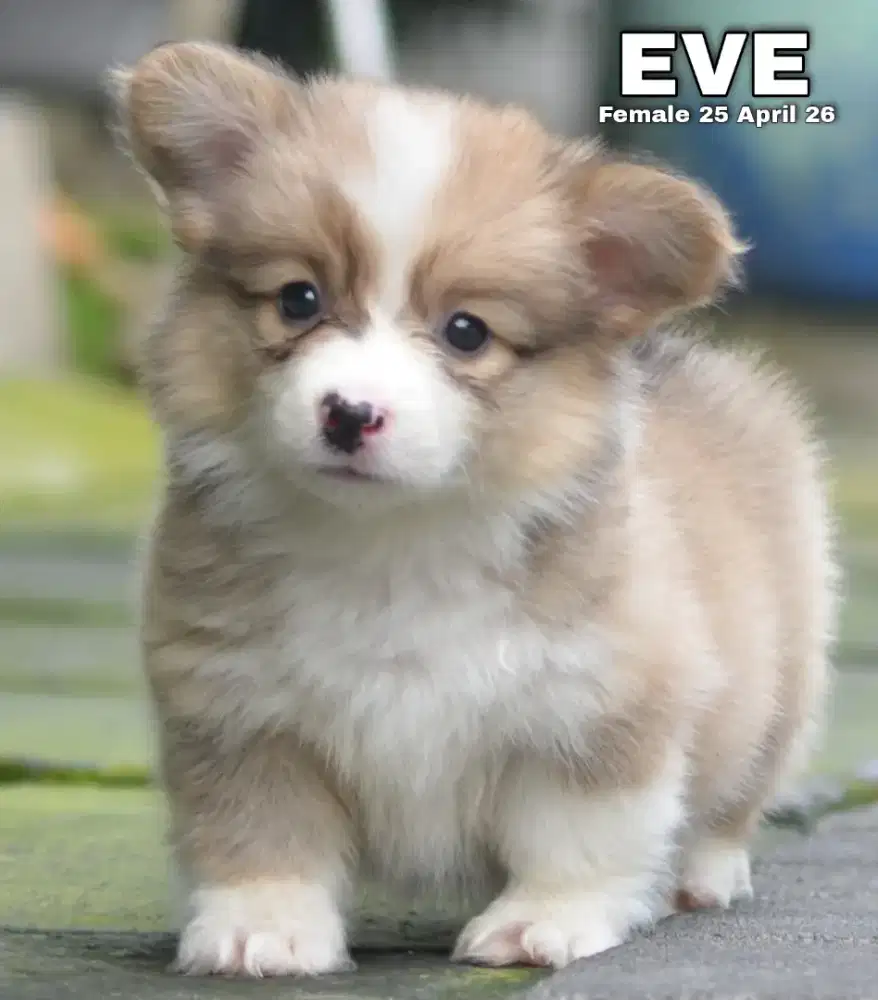 Corgi longhair sable betina •EVE•