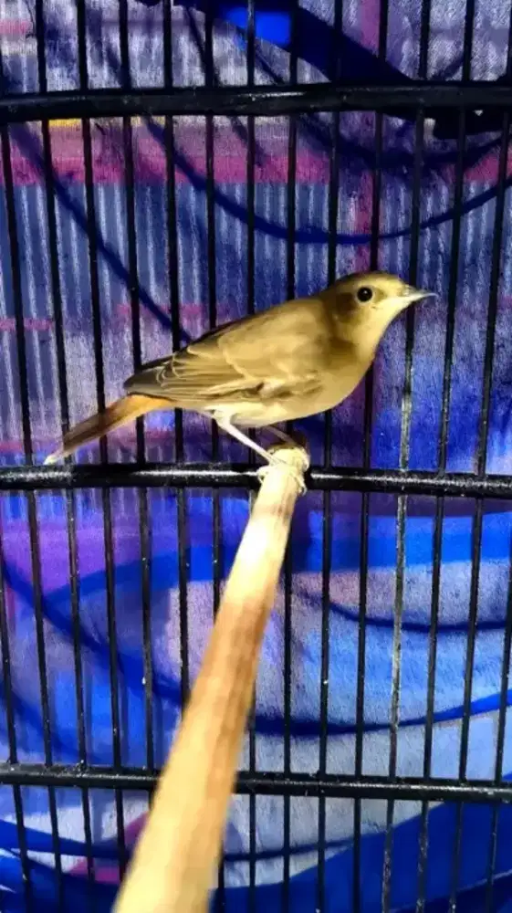 Burung sikatanLondo jantan sudah DNA