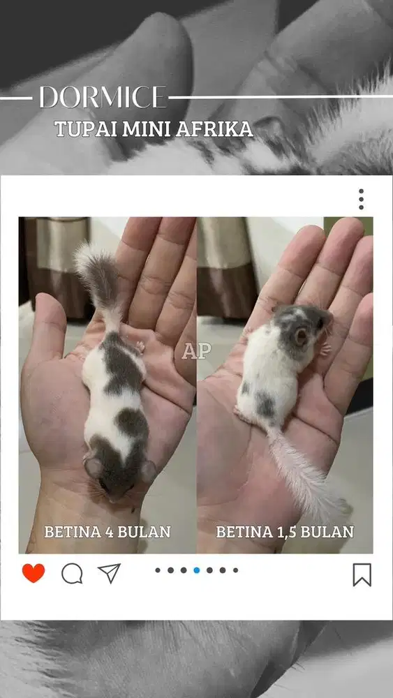 Dormice Tupai Mini Afrika