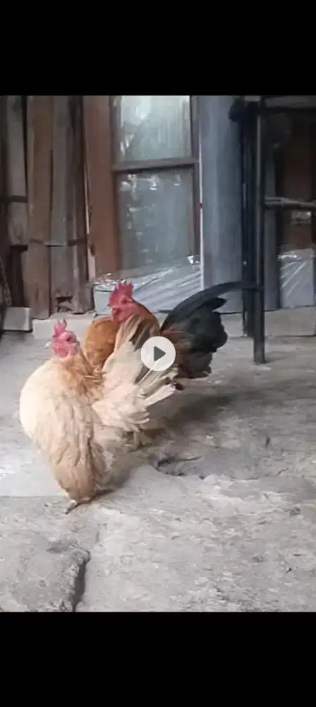 Sepasang ayam serama selam lagi bertelur lokasi palmerah jakbar