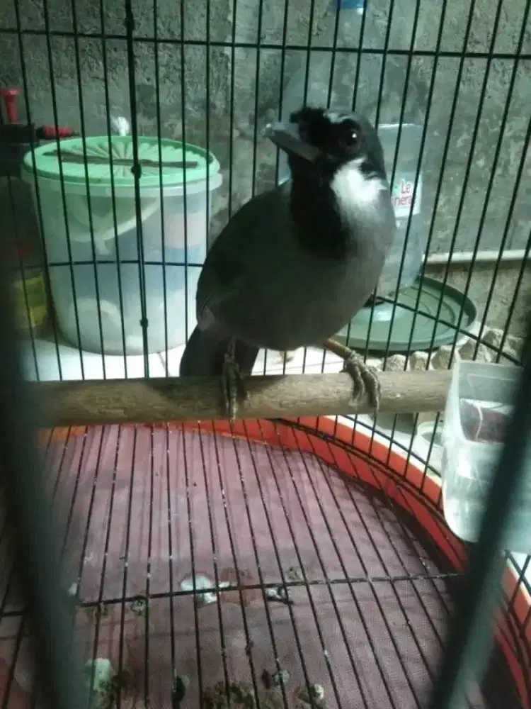 Burung Poksay Hongkong pipi putih jantan bunyi