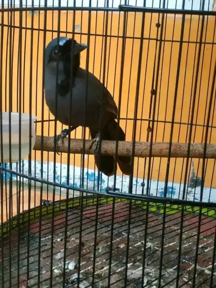 Burung Poksay Hongkong pipi hitam jantan bunyi