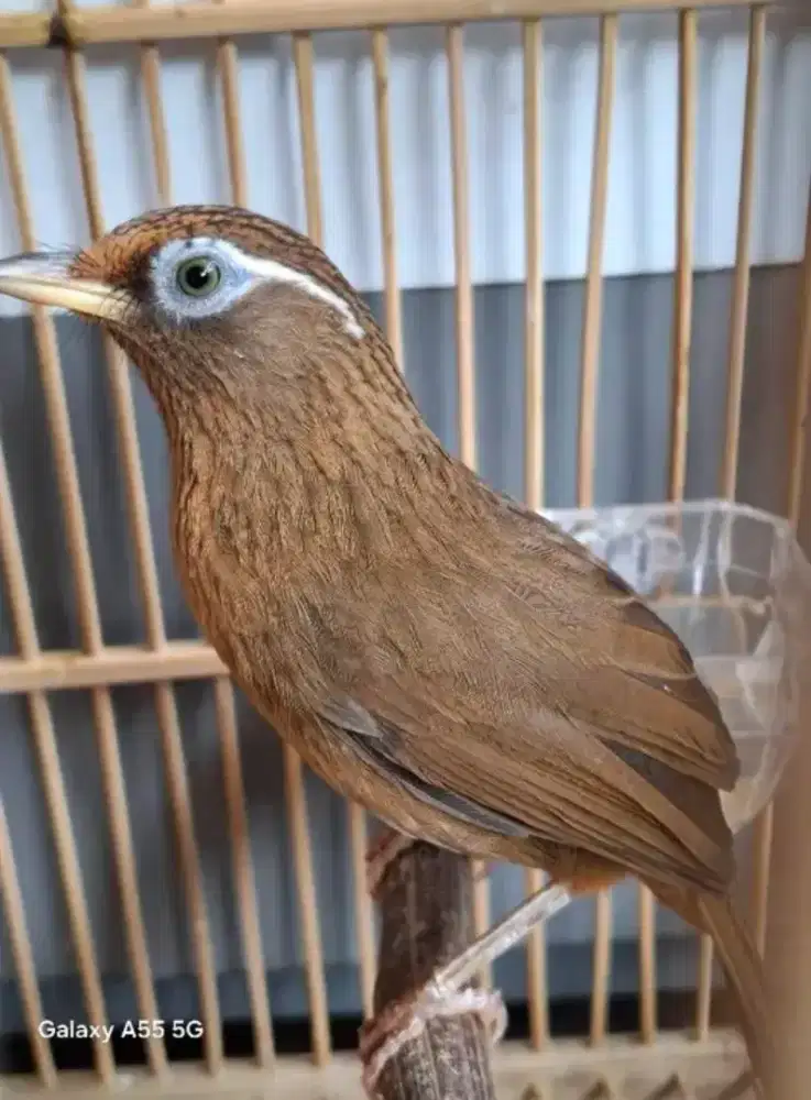 Burung wambi jantan bunyi