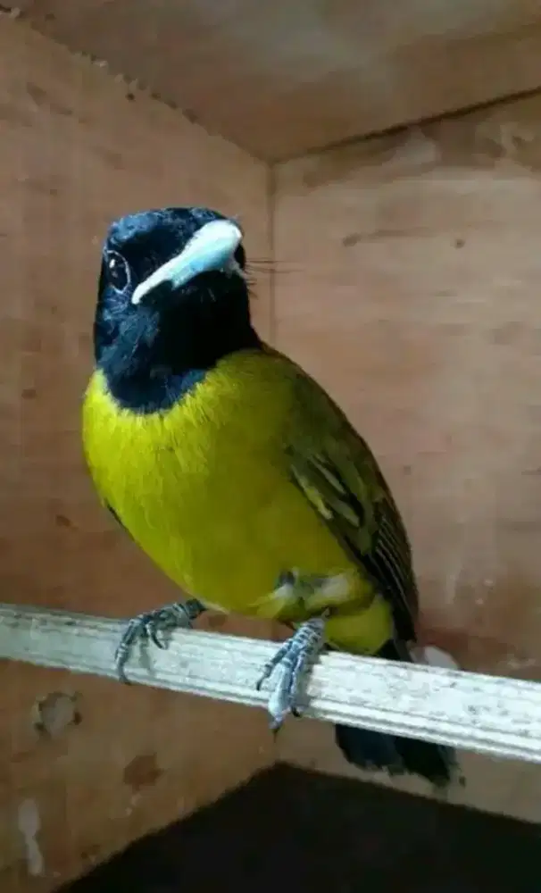 Burung samyong nopeng dan trotol jantan