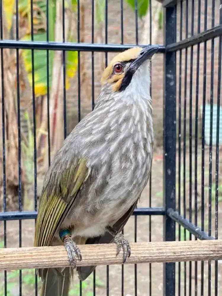 Burung cucak Rowo jantan mapan gacoran