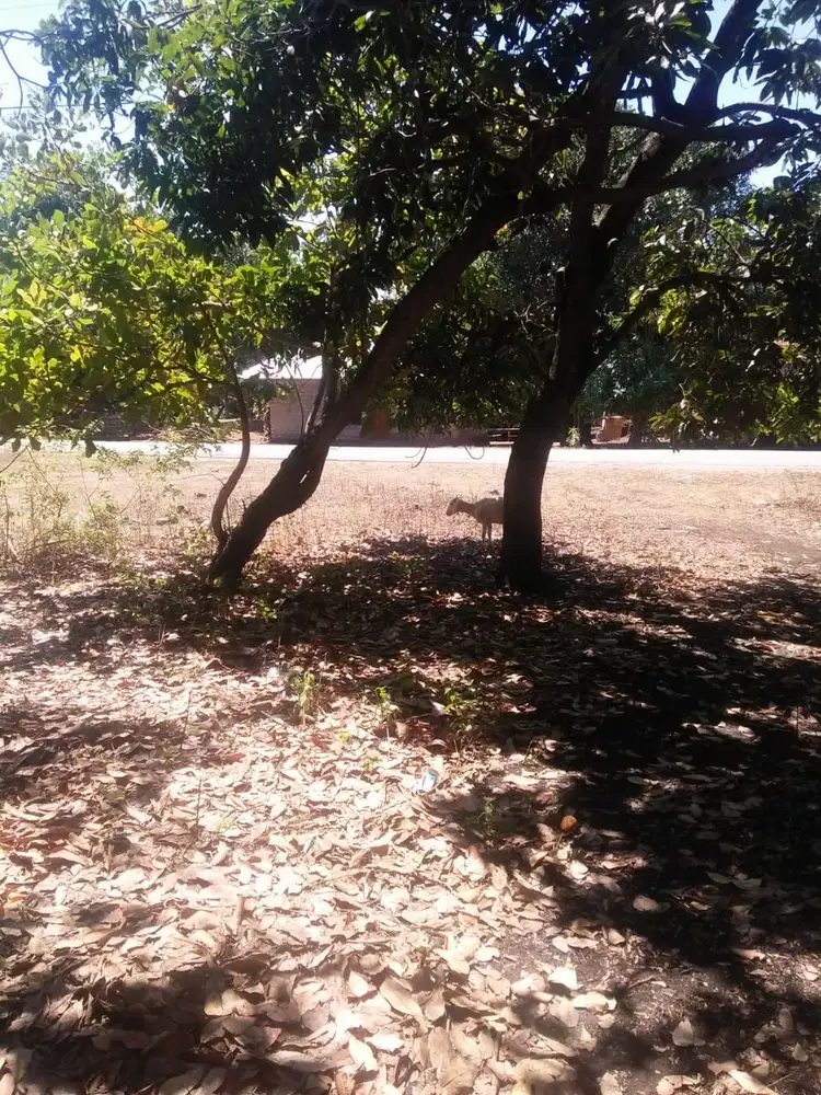 Tanah dijual 9200 m2 lokasi Desa Ramadana Tambolaka Sumba barat daya