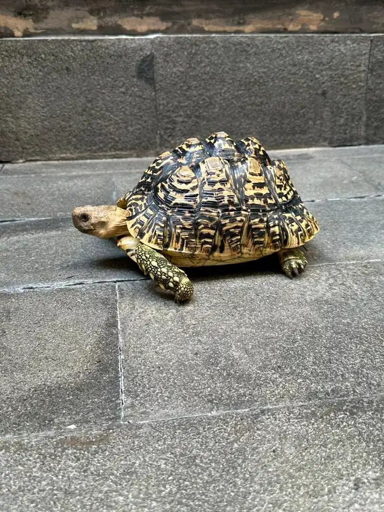 Kura Kura Pardalis Surabaya Barat