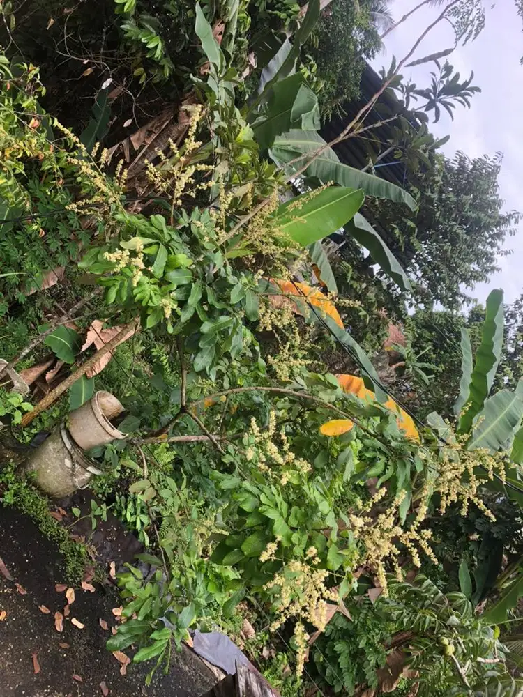Kelengkeng rajin berbuah balikpapan